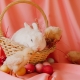 bunny and chick in easter basket with eggs